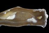 Agatized Fossil Coral Geode - Florida #82828-1
